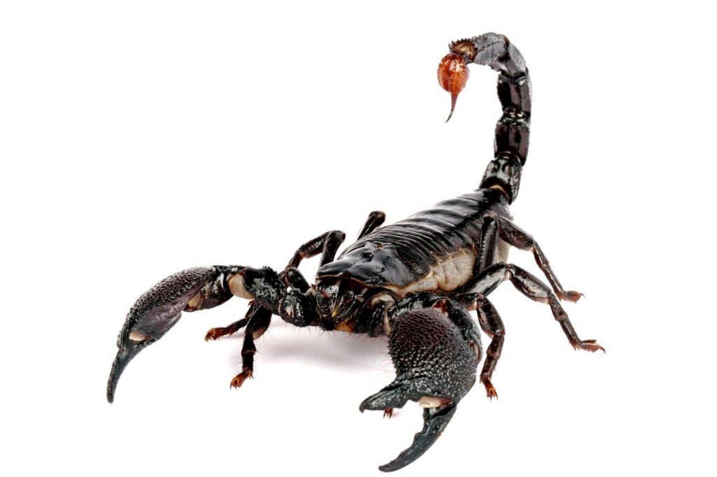 Alacran